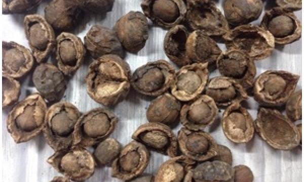 Production of Biodiesel from Tung Seed in North-East India (Phase-I)