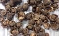 Production of Biodiesel from Tung Seed in North-East India (Phase-I)